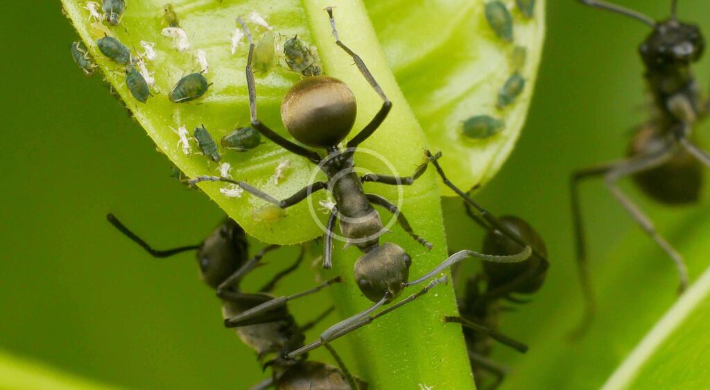 What You Need to Know About ants in Your House
