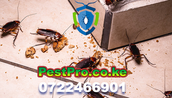 cocroach flea bedbugs pest cotrol fumigation services keya