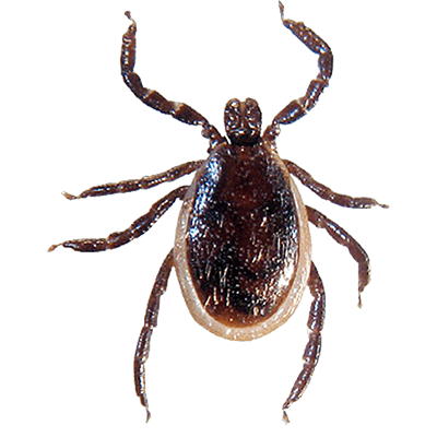 Ticks Pest Control Services