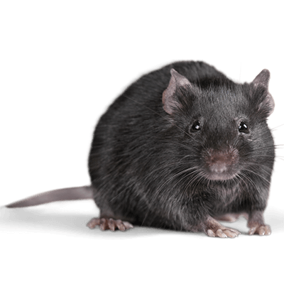 rat rodent-pest-control-nairobi-kenya